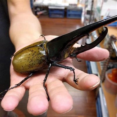 カブトムシ幼虫 育て方 ～宇宙の果てまで育ててみよう～